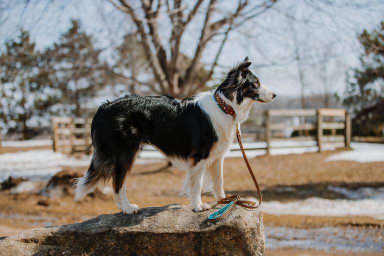 Off Leash Collars Dog Collars, Dog Collars, Pet Collars